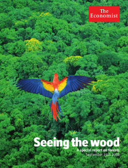 Seeing the wood