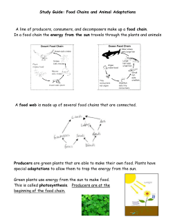 Food Chains and Animal Adaptations A line of producers