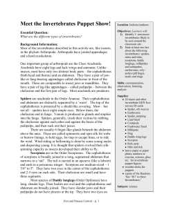 Meet the Invertebrates Puppet Show!