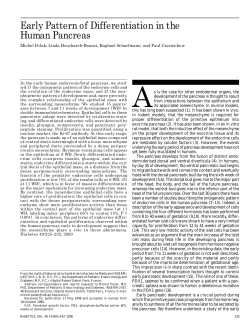 Early Pattern of Differentiation in the Human Pancreas