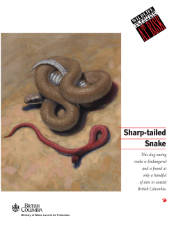 Sharp-tailed Snake - Province of British Columbia