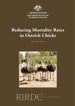 Reducing Mortality Rates in Ostrich Chicks