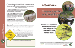Helping Reptiles and Amphibians