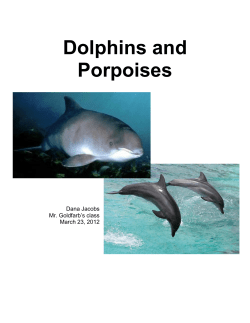 Dolphins and Porpoises