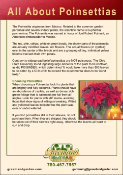 Poinsettias - Greenland Garden Centre