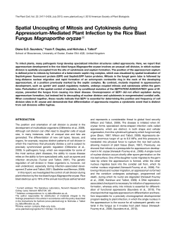 Spatial Uncoupling of Mitosis and Cytokinesis during Appressorium