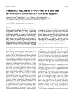 Chromosome condensation in mitotic zygotes