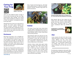 Caring for Your Frog
