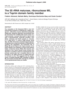 The 5S rRNA maturase, ribonuclease M5, is a Toprim domain family