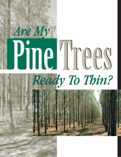 Are My Pine Trees Ready To Thin? - Mississippi State University