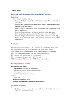 Structure and Histology of Urinary (Renal) System