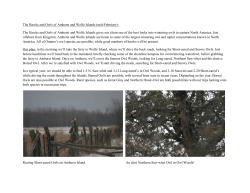 The Hawks and Owls of Amherst and Wolfe Islands