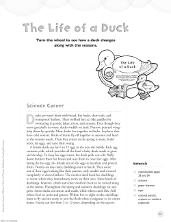 The Life of a Duck