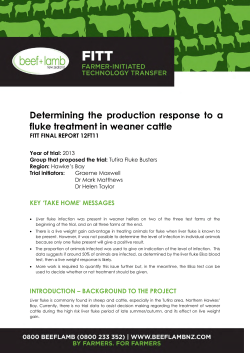 Title of Fitt project - Beef + Lamb New Zealand