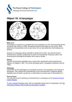 Object 10: A karyotype