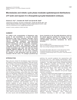MTs and mitotic cycle organize actomyosin