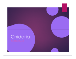 Cnidaria - BEHS Science