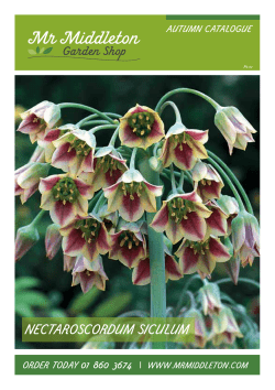 nectaroscordum siculum