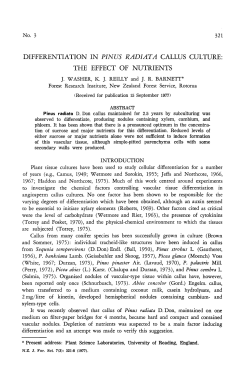 differentiation in pinus radiata callus culture: the