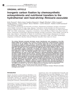 Inorganic carbon fixation by chemosynthetic ectosymbionts