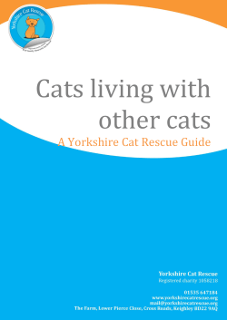 Cats living together - Yorkshire Cat Rescue