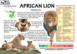 african lion