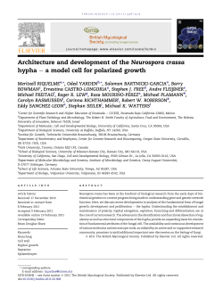 Architecture and development of the Neurospora crassa hypha