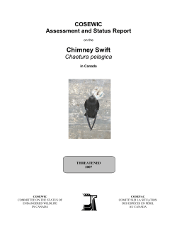 Chimney Swift (Chaetura pelagica)