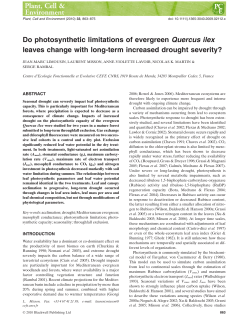 Do photosynthetic limitations of evergreen Quercus ilex leaves