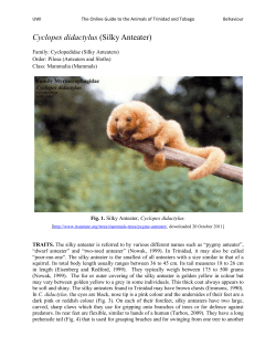 Silky Anteater - UWI St. Augustine