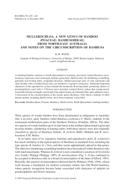 mullerochloa, a new genus of bamboo