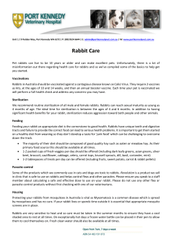 Rabbit Care - Port Kennedy Vet
