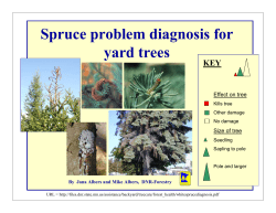 Spruce problem diagnosis for yard trees