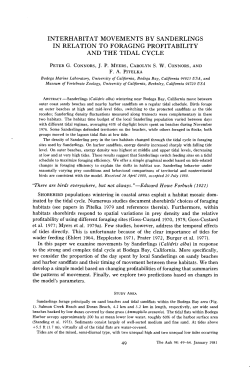 interhabitat movements by sanderlings in relation to foraging