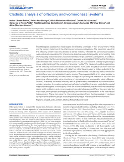 Cladistic analysis of olfactory and vomeronasal