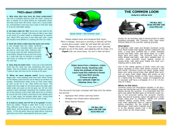 THE COMMON LOON FAQ`s about LOONS