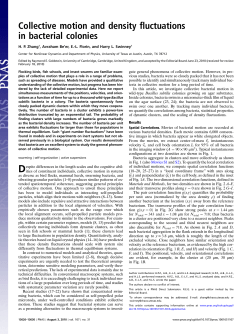 Collective motion and density fluctuations in bacterial colonies