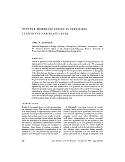 nuclear membrane fusion in fertilized lytechinus