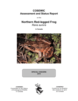 Northern Red-legged Frog,Rana aurora