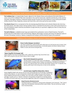 Fast Facts for Small Animals of the Caribbean, Atlantic and Gulf of