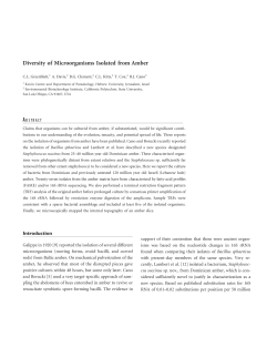 Diversity of Microorganisms Isolated from Amber