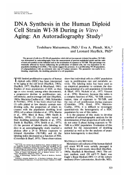 DNA Synthesis in the Human Diploid Cell Strain WI-38