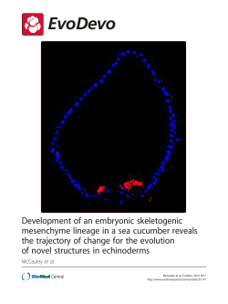 Development of an embryonic skeletogenic mesenchyme lineage in