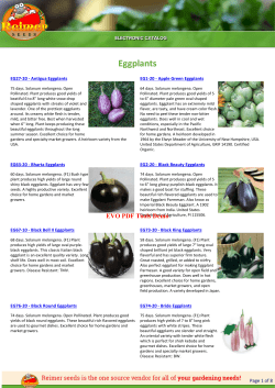 Eggplants - Reimer Seeds