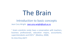 The Brain - Adventure Therapy Aotearoa