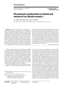 Chromosome condensation in mitosis and meiosis of rye