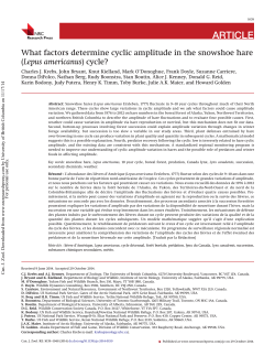 What factors determine cyclic amplitude in the snowshoe hare