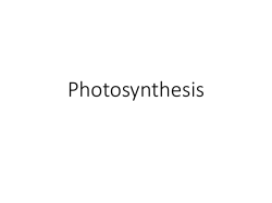 Photosynthesis and Cellular Respiration