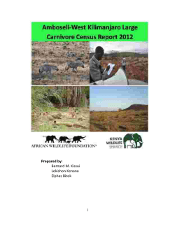 Amboseli West Kilimanjaro Large Carnivore Census Report 2012