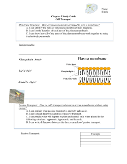 Name: Block: Passive Transport: Chapter 5 Study Guide Cell